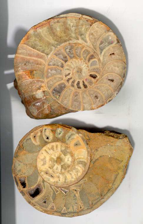 Mesozoic Ammonites Inner