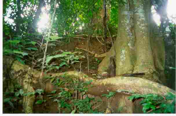 silk cotton trees (Ceiba pentandra)